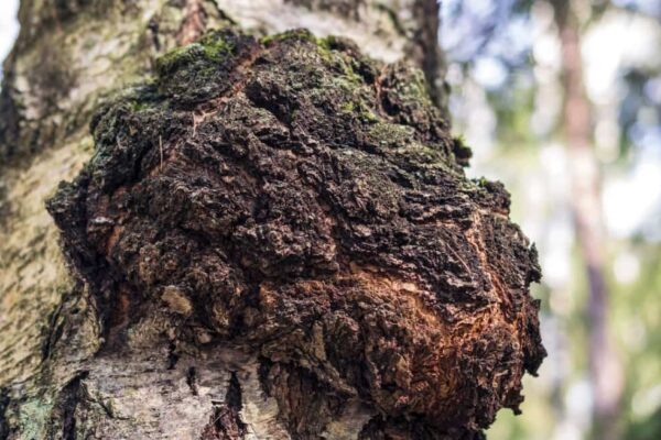 5 Reasons Why People Are Getting Into Chaga Mushrooms in NZ